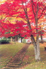 土津神社の紅葉